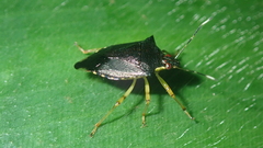 Podisus aenescens