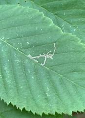 Caloptilia ostryaeella