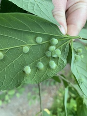 Pachypsylla celtidismamma