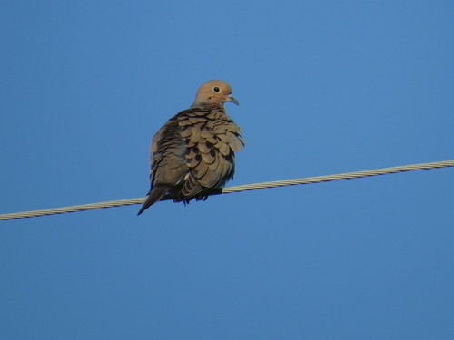 Mourning Dove photographed in Minnesota