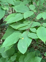 Caloptilia ostryaeella