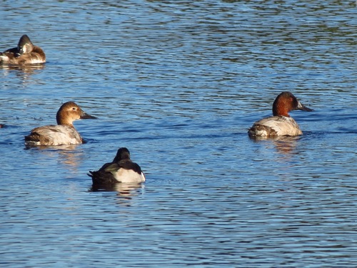 Aythya valisineria image