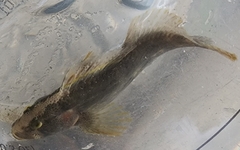 Chasmodes bosquianus