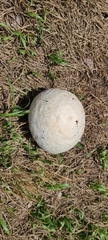 Calvatia fragilis