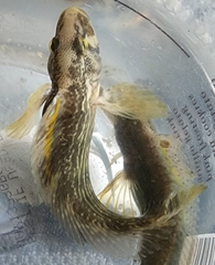 Chasmodes bosquianus