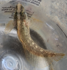 Chasmodes bosquianus