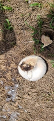 Calvatia fragilis