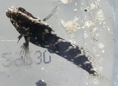 Chasmodes bosquianus