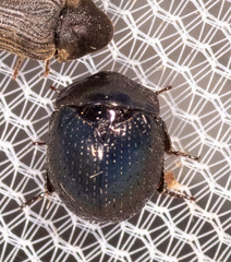 Germarostes globosus