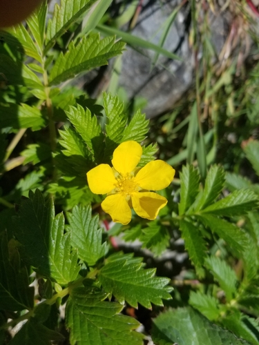 Pacific silverweed (Argentina pacifica)
