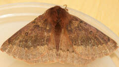 Anthela rubeola