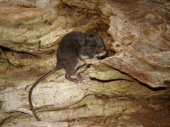 Caribbean Spiny Pocket Mouse photo 3