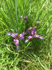 Iris graminea