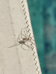 Spermophora senoculata