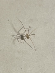 Spermophora senoculata