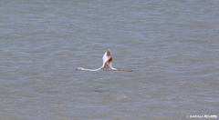 Phoenicopterus roseus