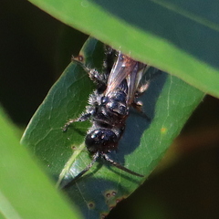 Myzinum obscurum