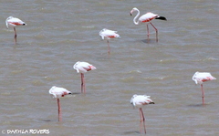 Phoenicopterus roseus