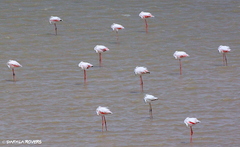 Phoenicopterus roseus