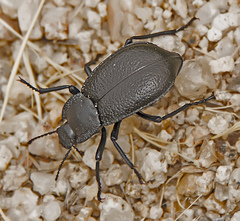 Stenomorpha marginata