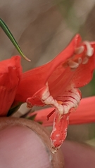 Penstemon barbatus torreyi