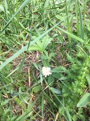 Potentilla alba