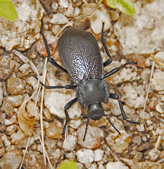 Stenomorpha marginata