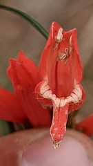 Penstemon barbatus torreyi