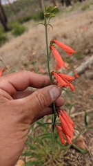 Penstemon barbatus torreyi