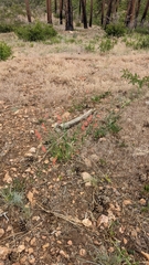 Penstemon barbatus torreyi