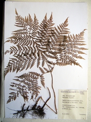 Athyrium spinulosum