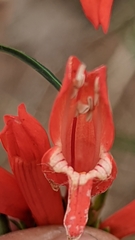 Penstemon barbatus torreyi