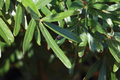 Myzinum obscurum
