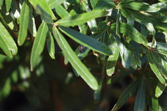 Myzinum obscurum