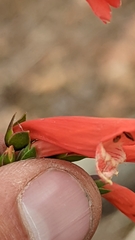 Penstemon barbatus torreyi