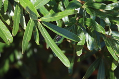 Myzinum obscurum