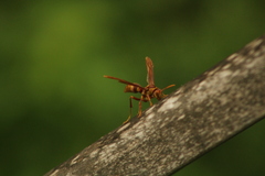 Polistes major