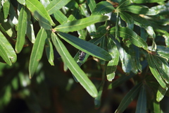 Myzinum obscurum