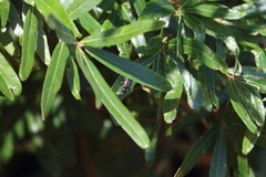 Myzinum obscurum