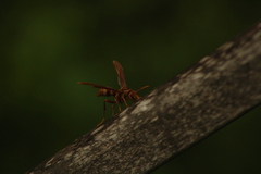 Polistes major