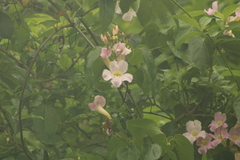 Mansoa alliacea