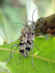 Chlorophorus signaticollis