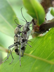 Chlorophorus signaticollis