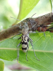 Chlorophorus signaticollis