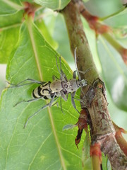 Chlorophorus signaticollis