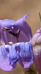 Penstemon pseudoputus