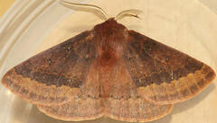 Anthela rubeola