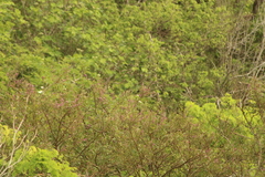 Lonchocarpus guatemalensis