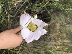 Calochortus macrocarpus maculosus