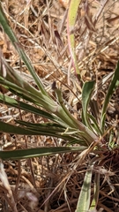 Penstemon pseudoputus